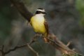 Great Kiskadee 2014-01-25_3